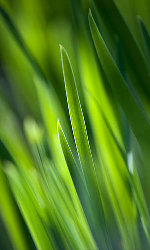 Naturamax | Jardinier Sur la Bathie, Albertville, Beaufortain et les saisies