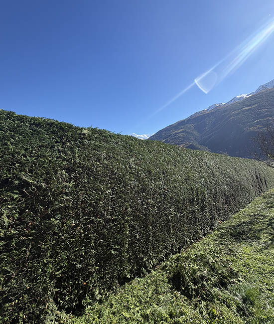Taille de haie la Bathie, Albertville, Beaufortain et les saisies | Naturamax