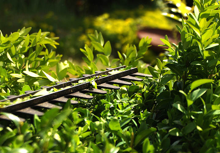 Taille de haie  sur la Bathie, Albertville, Beaufortain et les saisies