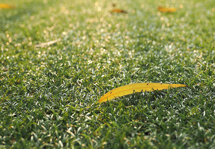 Tonte de jardin sur la Bathie, Albertville, Beaufortain et les saisies